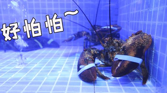 连云港本地吃海鲜攻略速来看,连云港旅游海鲜美食