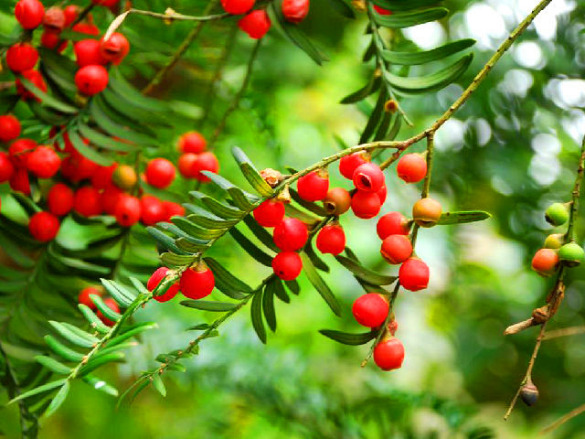 上盆红豆杉叶子发黑干枯怎么治,红豆杉叶子发黄枯萎怎么办