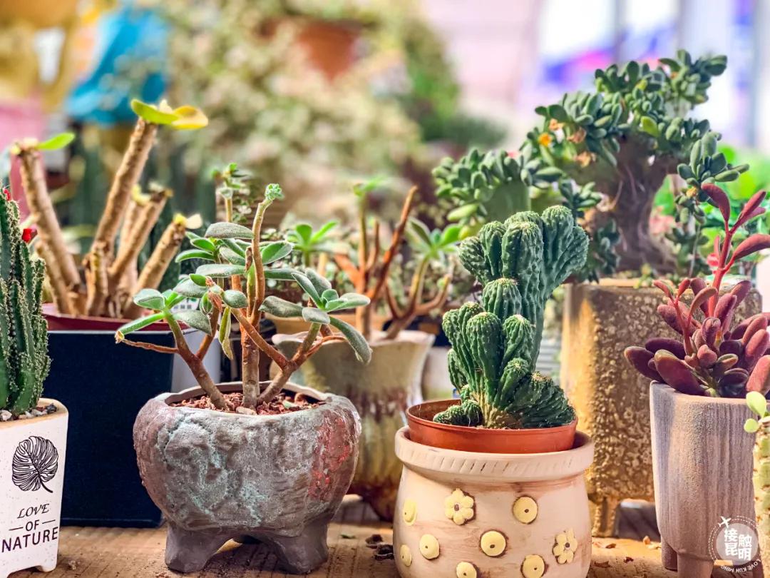 昆明鲜花进货渠道,昆明尚义花市