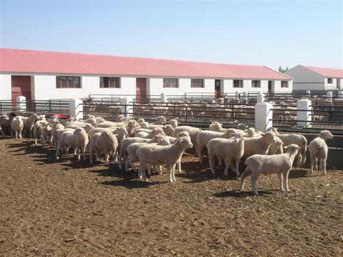 90后小伙带领村民养殖致富,回农村搞养殖是不是死路一条