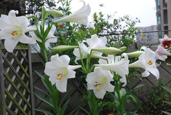 盆栽百合花怎么养才多开花教程,盆栽百合花开花后怎么养护