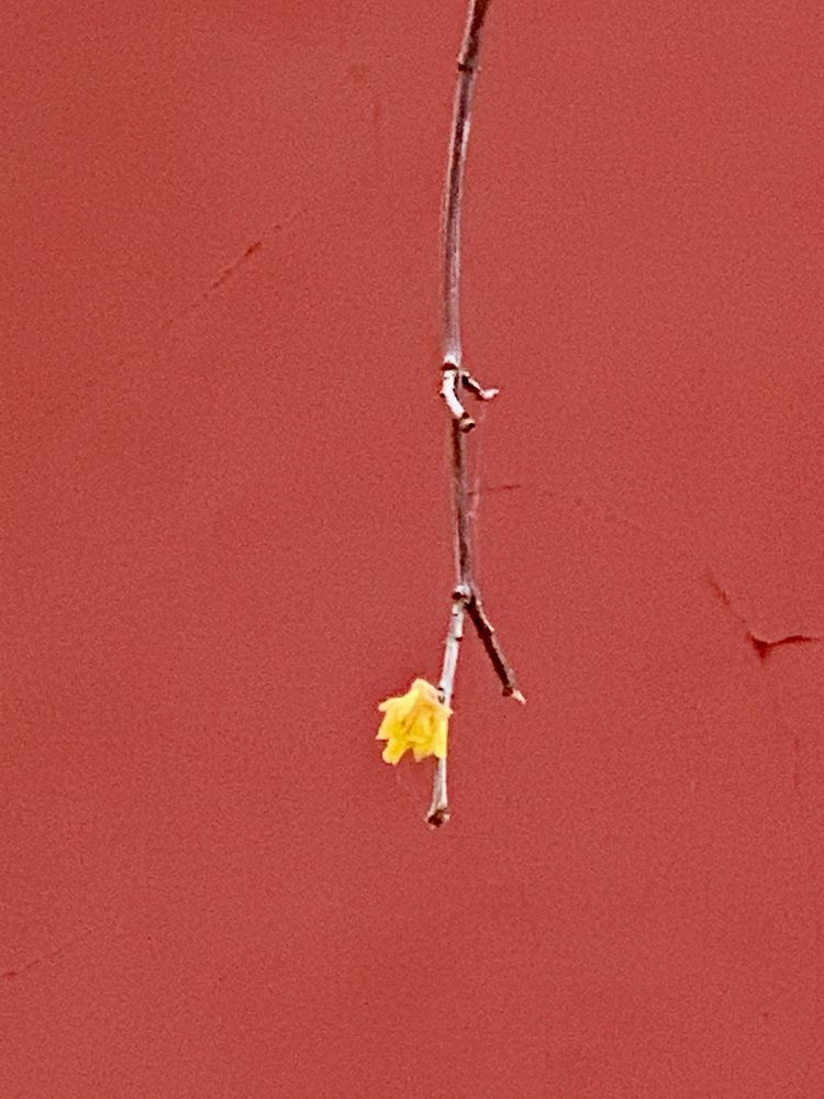 不惧严寒,不惧严寒静待春暖花开