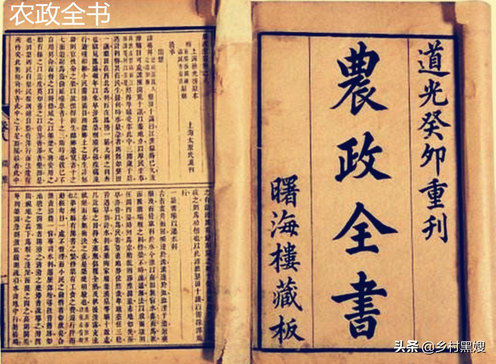 梨在我国种植多少年的历史了,你知道你所种植的梨有多久的历史