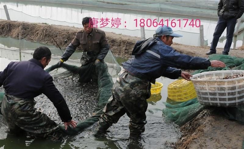 泥鳅养殖与市场前景,泥鳅养殖前景及利润