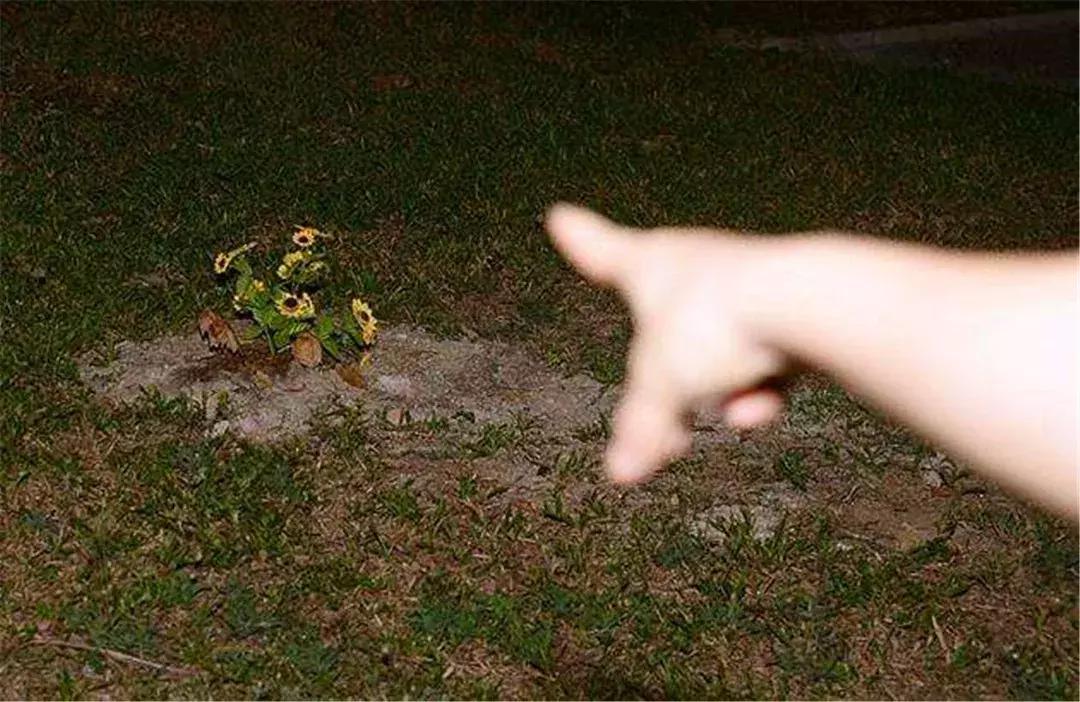 路边流浪狗得了细小怎么救它,路边遇到狗怎么防咬