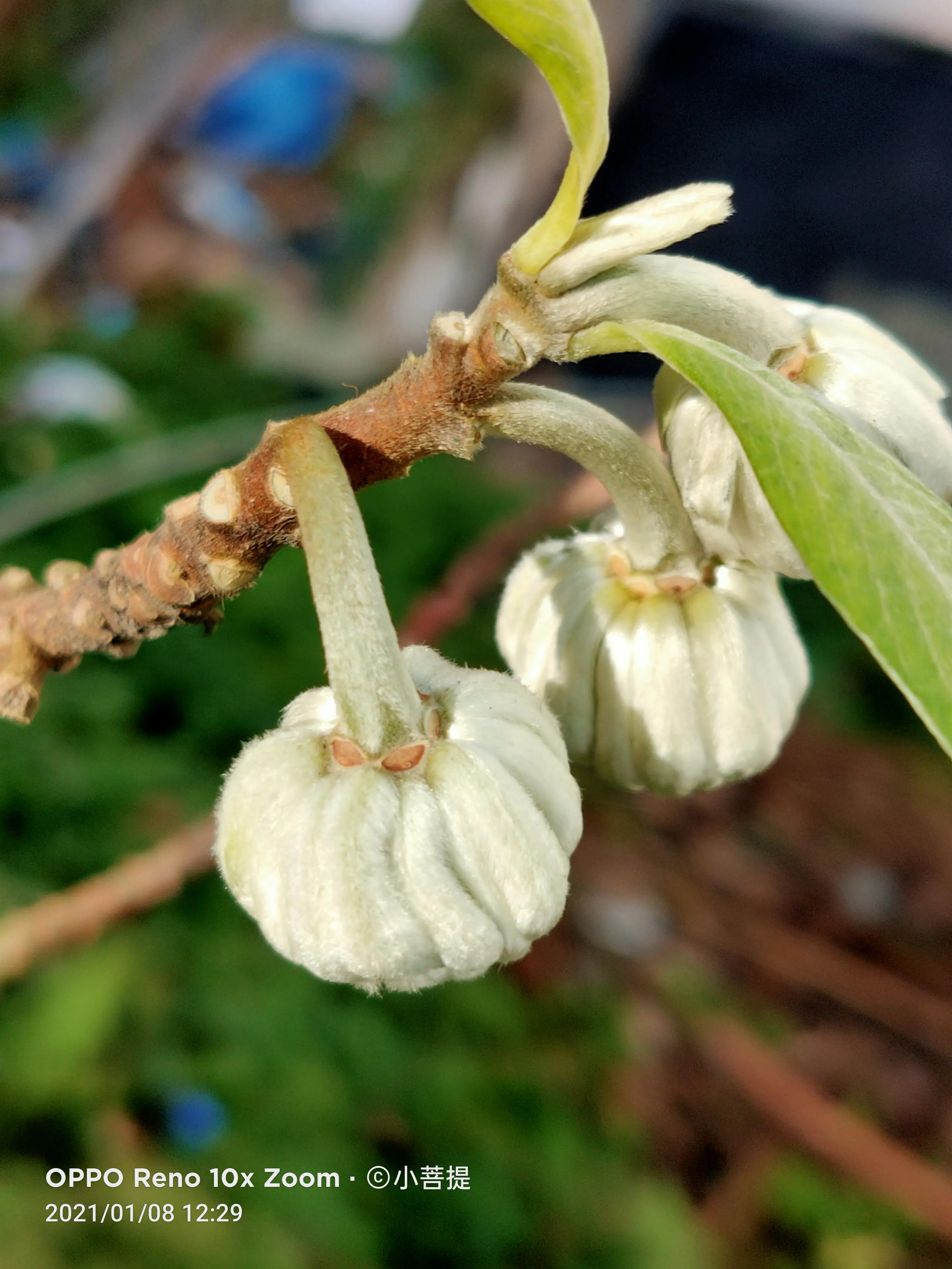 这就是爱情树，若在枝上打两个同向的结，就能得到甜蜜爱情和幸福