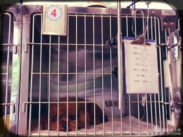 珠海宠物免费治疗,珠海哪里有宠物美容学校