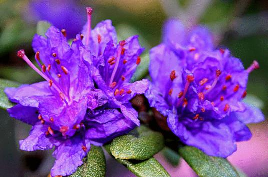 杜鹃花植物图片大全,最漂亮的杜鹃花品种有哪些