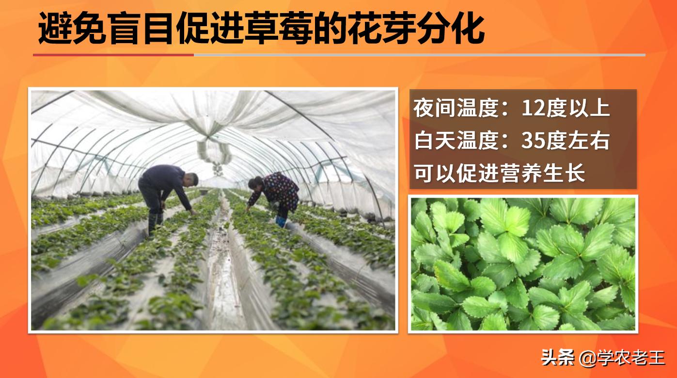 草莓促进花芽分化的最佳方法,草莓促花芽分化最佳方法