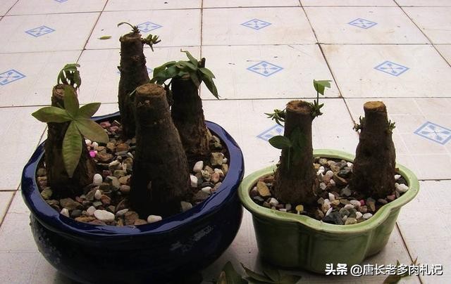 发财树冬天主干褶皱变软,发财树根部发皱什么引起的