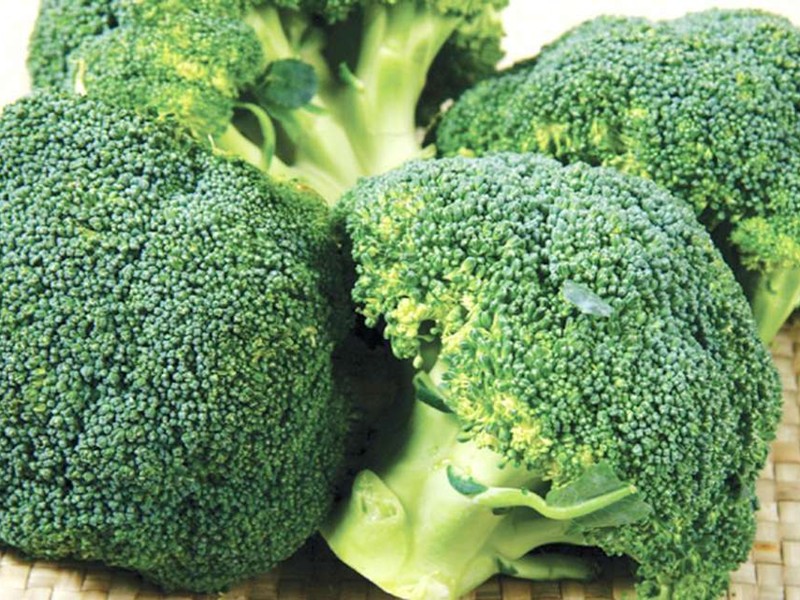 西兰花开始有花要预防什么病,西兰花黑茎病的防治方法