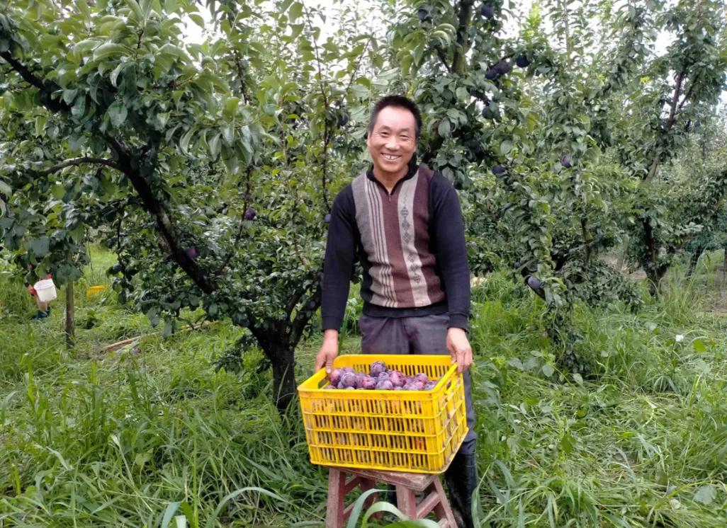 黑巨李收购价格,陕西百万苹果滞销