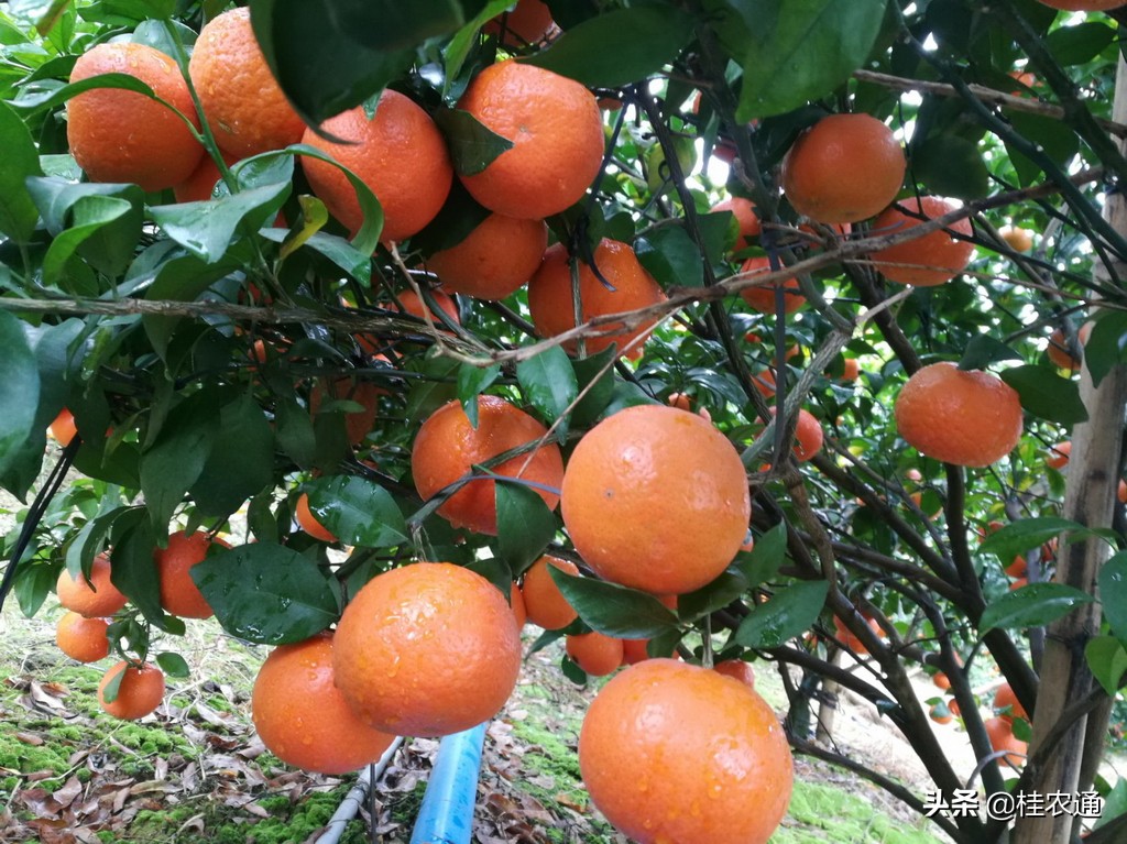 广西容县沙田柚的发展历程,广西沙田柚哪里最出名