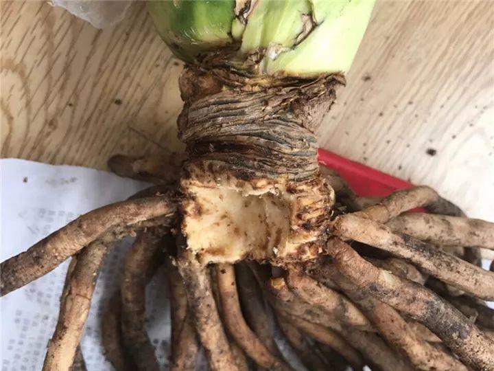 月季常见病害图解,月季枝干高花苞小怎么办