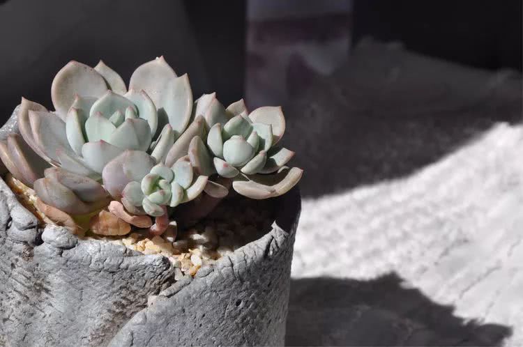 多肉名字怎么记,多肉的品种图片及名字寓意