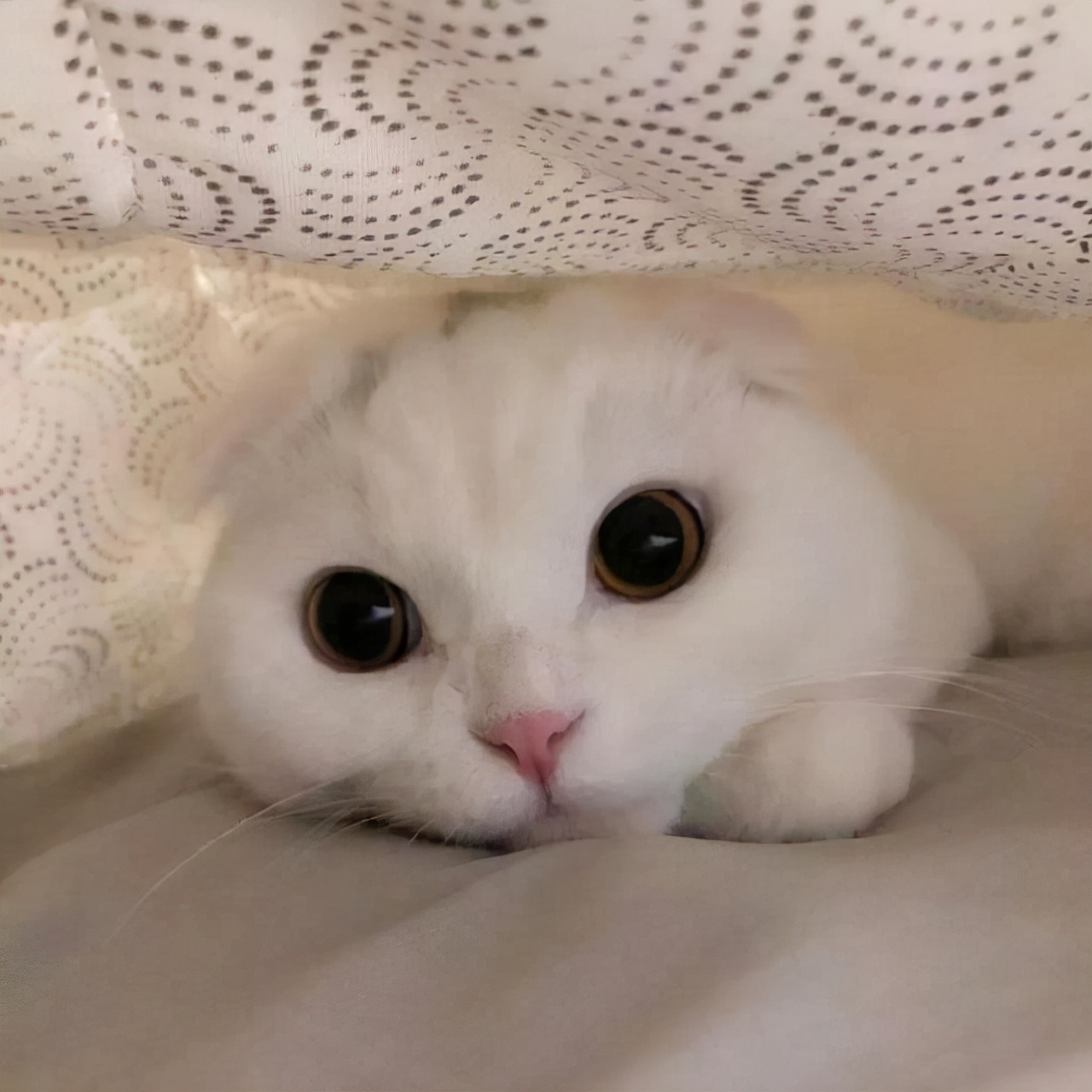 怎样撸猫让猫咪喜欢你,如何让猫咪喜欢你萌宠指南