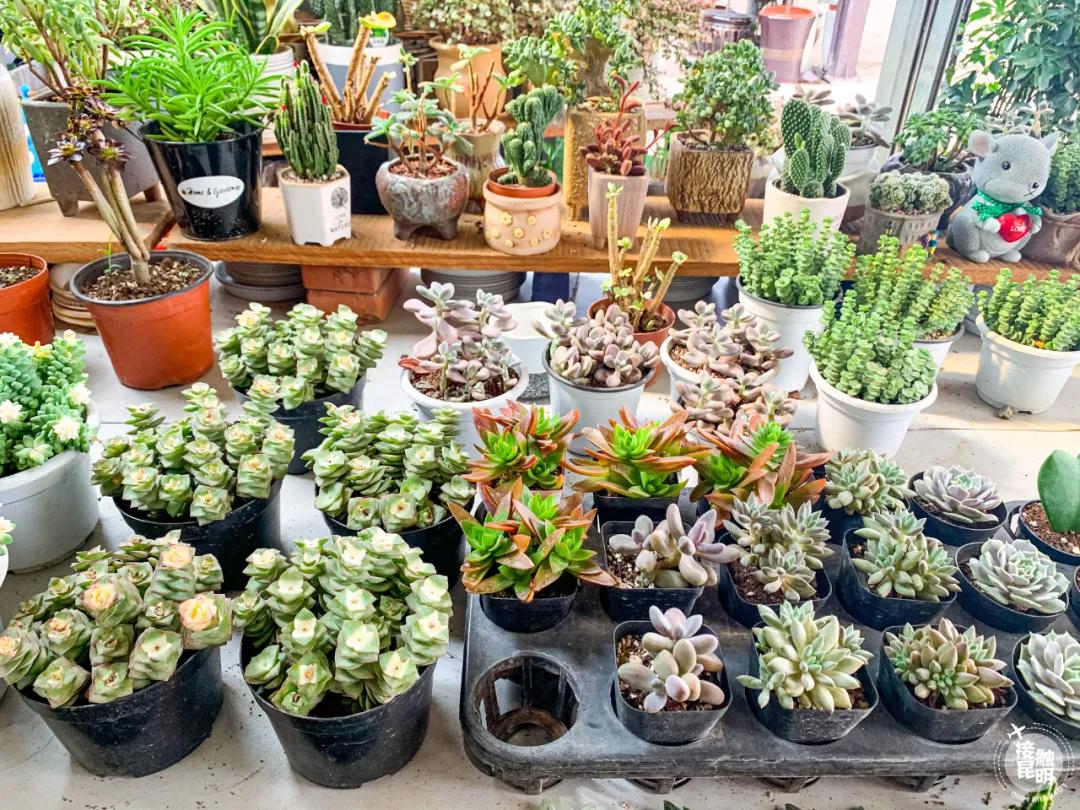 昆明鲜花进货渠道,昆明尚义花市