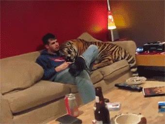 被猫咪调戏怎么办,猫咪被阿姨骚扰