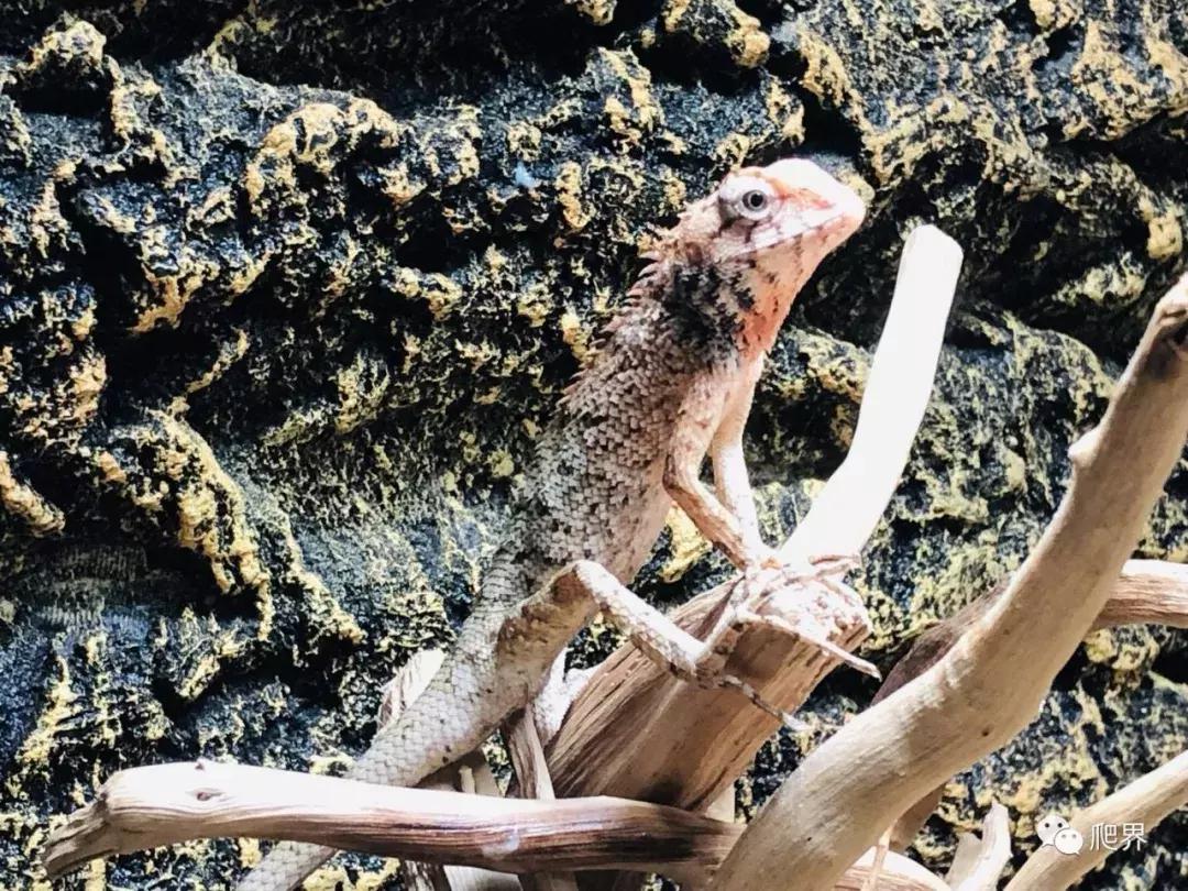 伦敦的爬宠店,隐藏在小区深处的店铺