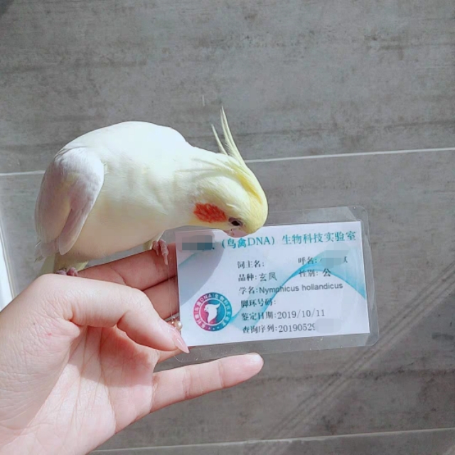 鏂版墜璐拱閲戝垰閫夊嚑鐡ｇ殑,閲戝垰钁佃姳楣﹂箟