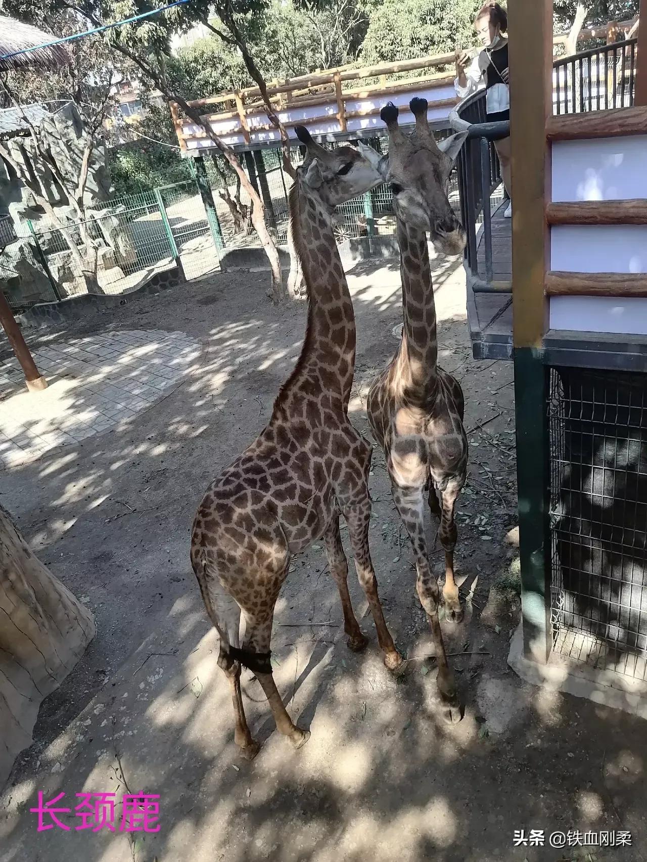 西双版纳景洪市景色壮丽的地方,西双版纳景洪市有什么好玩的景点