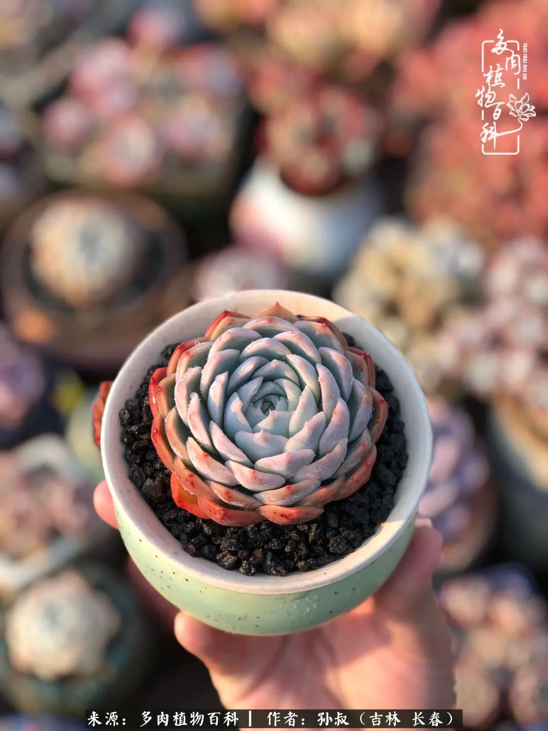与多肉一起成长,与多肉相伴