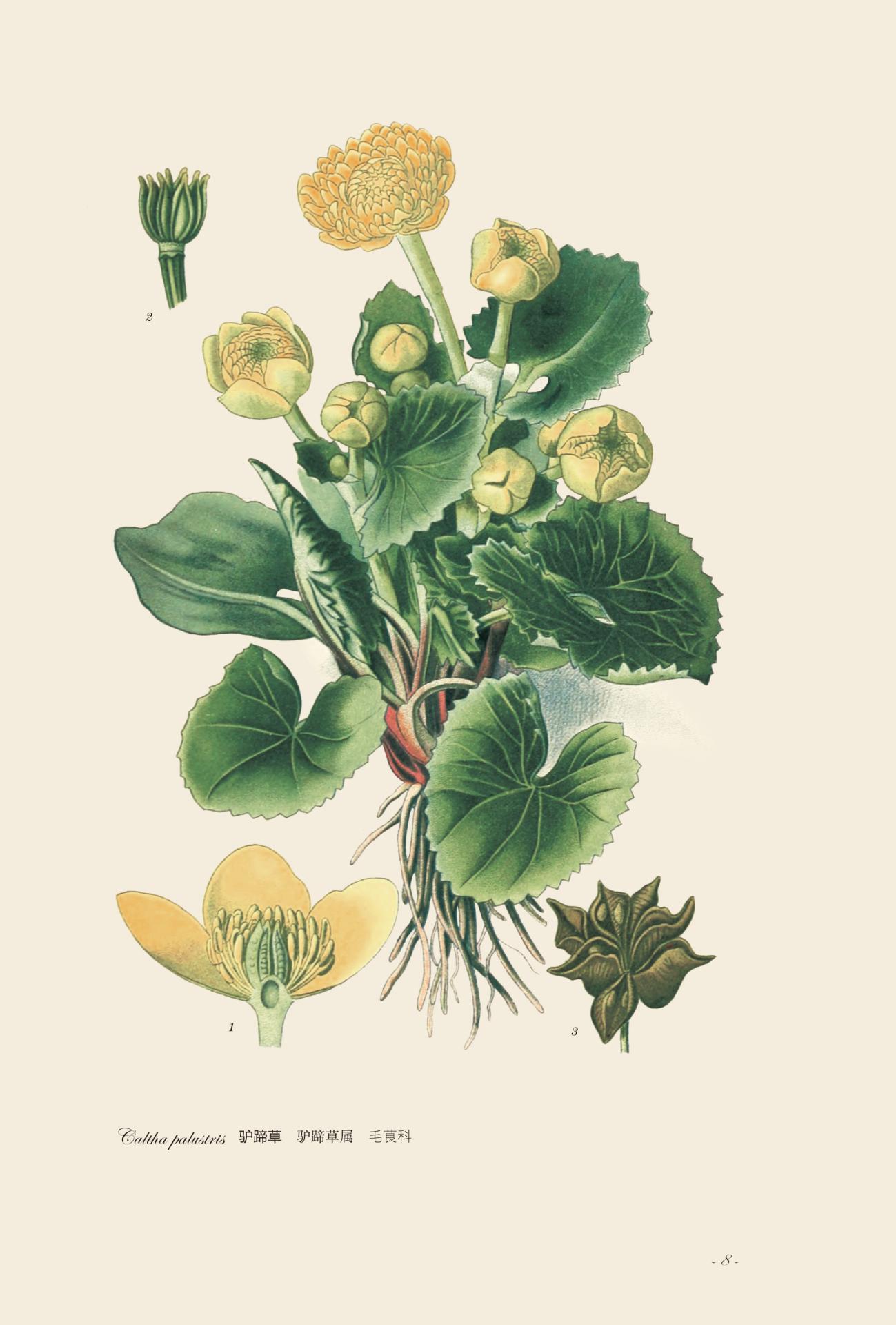 园艺花卉图谱这本书怎么样,中国花卉园艺