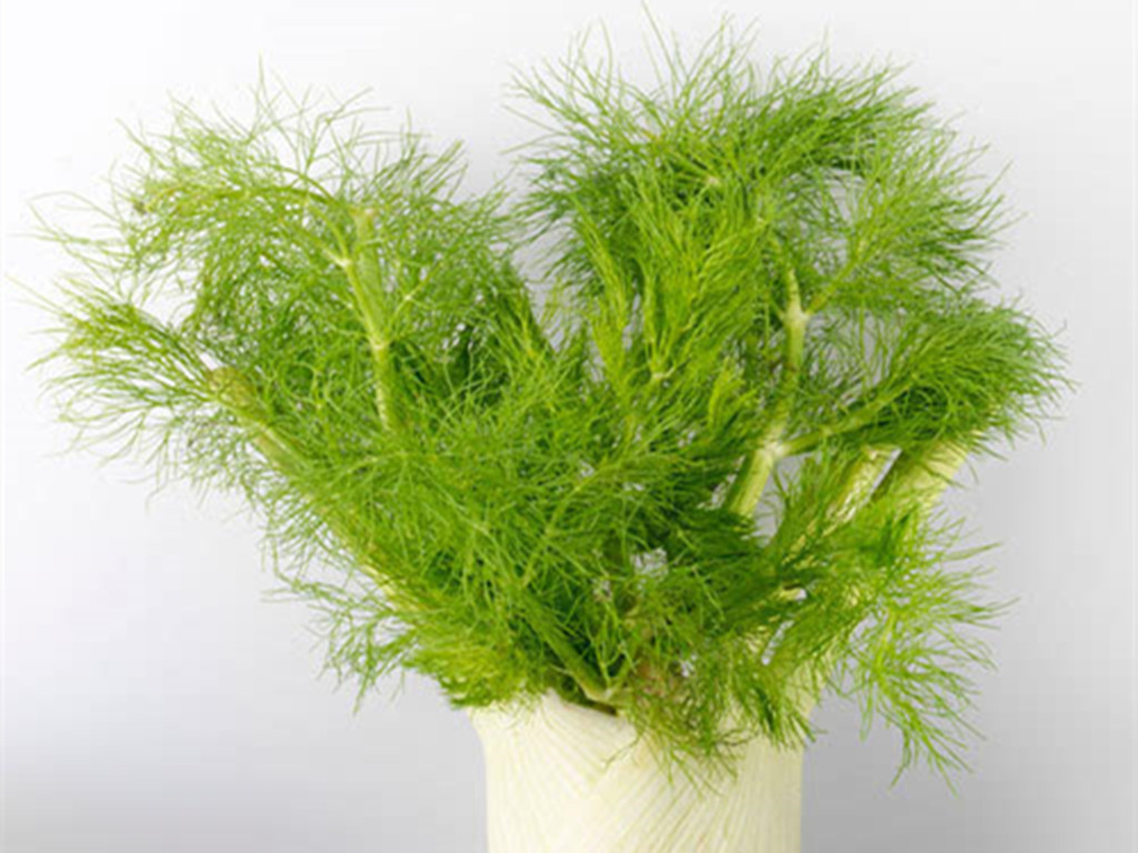 小茴香的盆栽种植技术与方法图片,盆栽茴香怎么长得粗壮好看