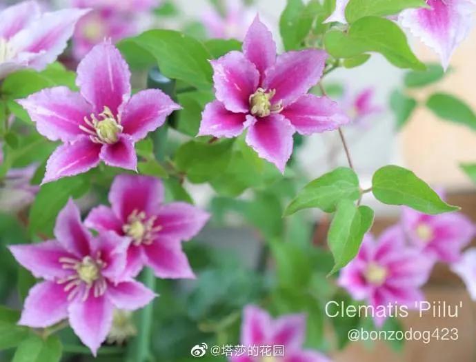 藤本植物皇后铁线莲,藤本皇后铁线莲品种