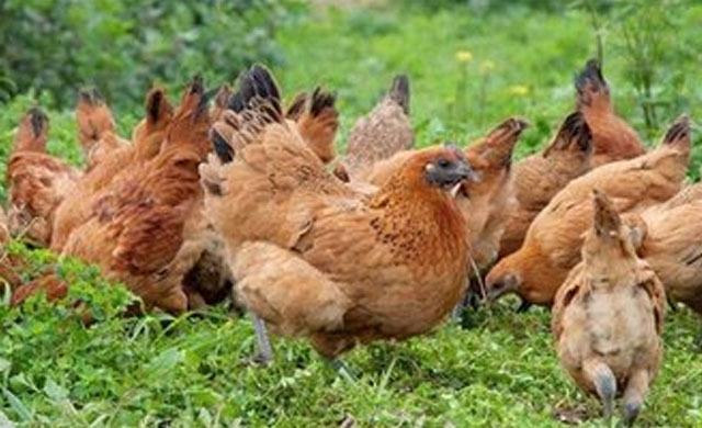 得鸡瘟的鸡还没死能食用吗,如果散养十多个鸡得了鸡瘟怎么办