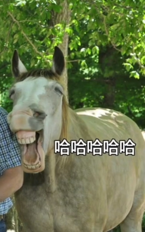 搞笑段子：骑上我心爱的小乌龟