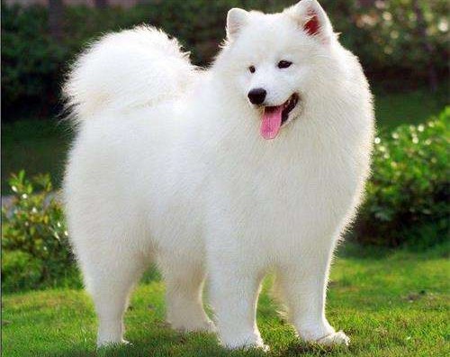 如何判断萨摩耶发情期,萨摩耶发情期怎么确定