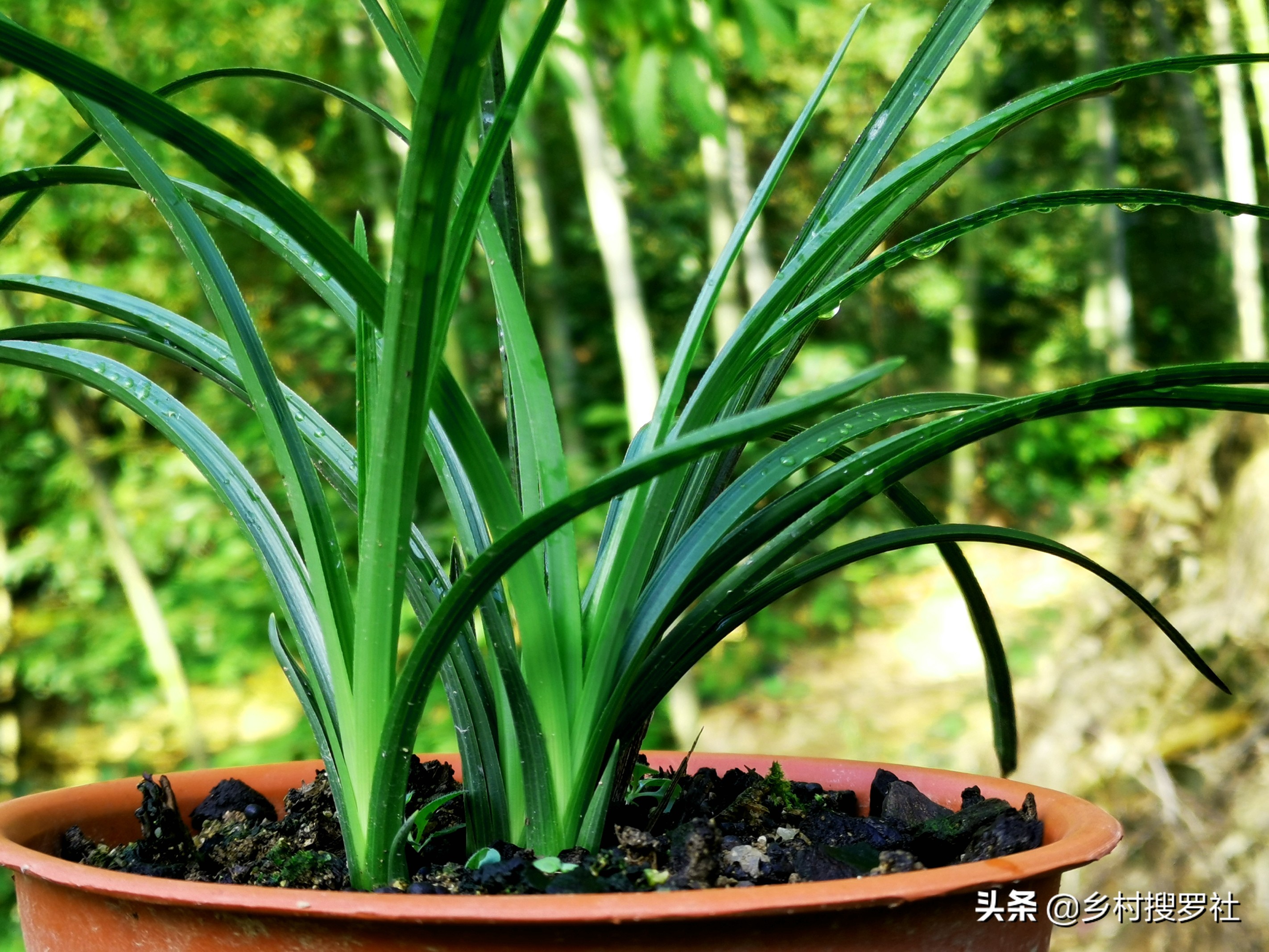 兰花叶片泛黄,如何处理?不必施肥,只需几块钱就可以