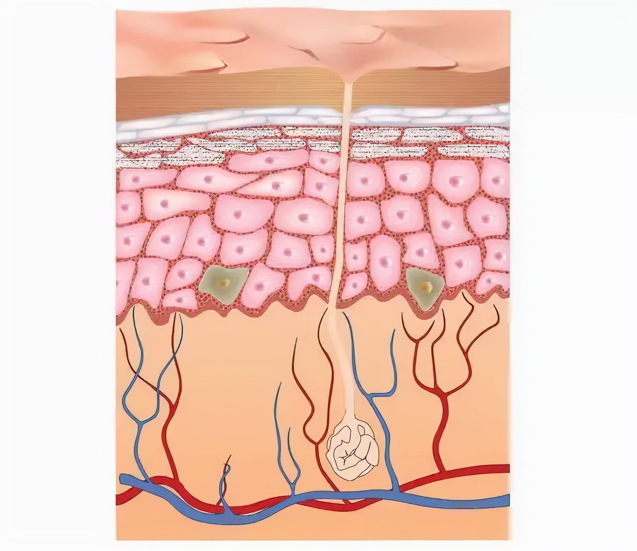 含酒精的护肤品靠谱吗,含有酒精的护肤品缺点