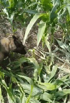 搞笑gif趣图妹子你别闹了,搞笑gif趣图妹子你这笑容太魔性了