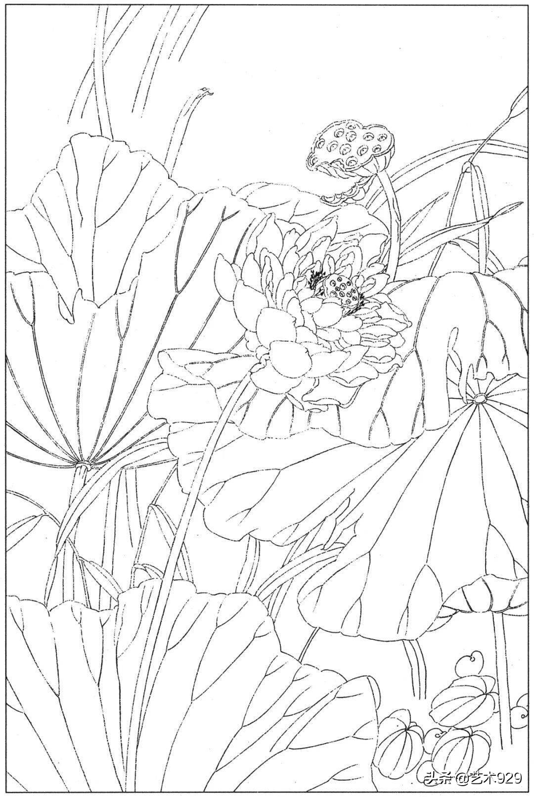 余稚荷花蜻蜓图高清白描底稿,白描荷花勾线方法讲解视频