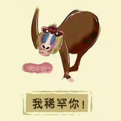 北京大马猴是啥,东北有啥猴子