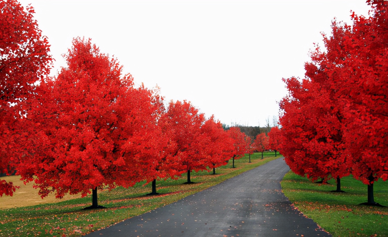 最有发展前景的绿化苗木品种,10种观赏性比较高的造型苗木推荐