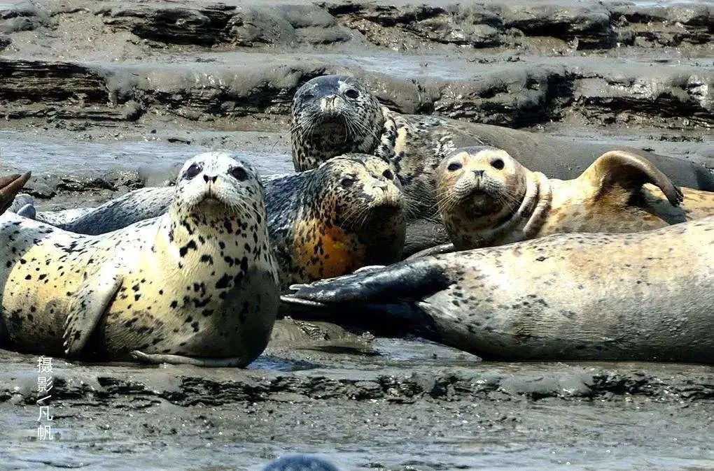中国国际重要湿地,大连夏家河子斑海豹基地