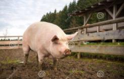 天热猪全身发红是什么病,猪感冒会呕吐最快解决方法