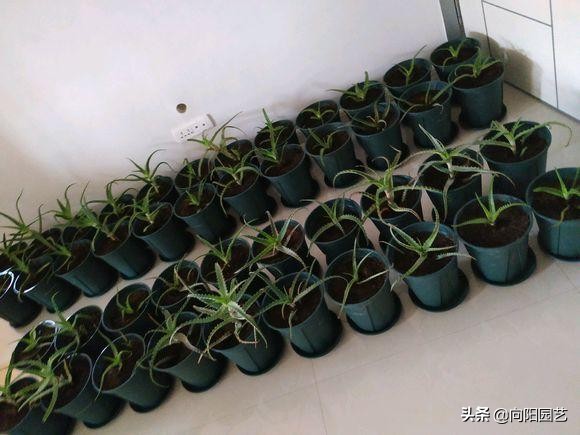 芦荟怎么养才能更旺盛视频,芦荟怎么养才能长得快又茂盛