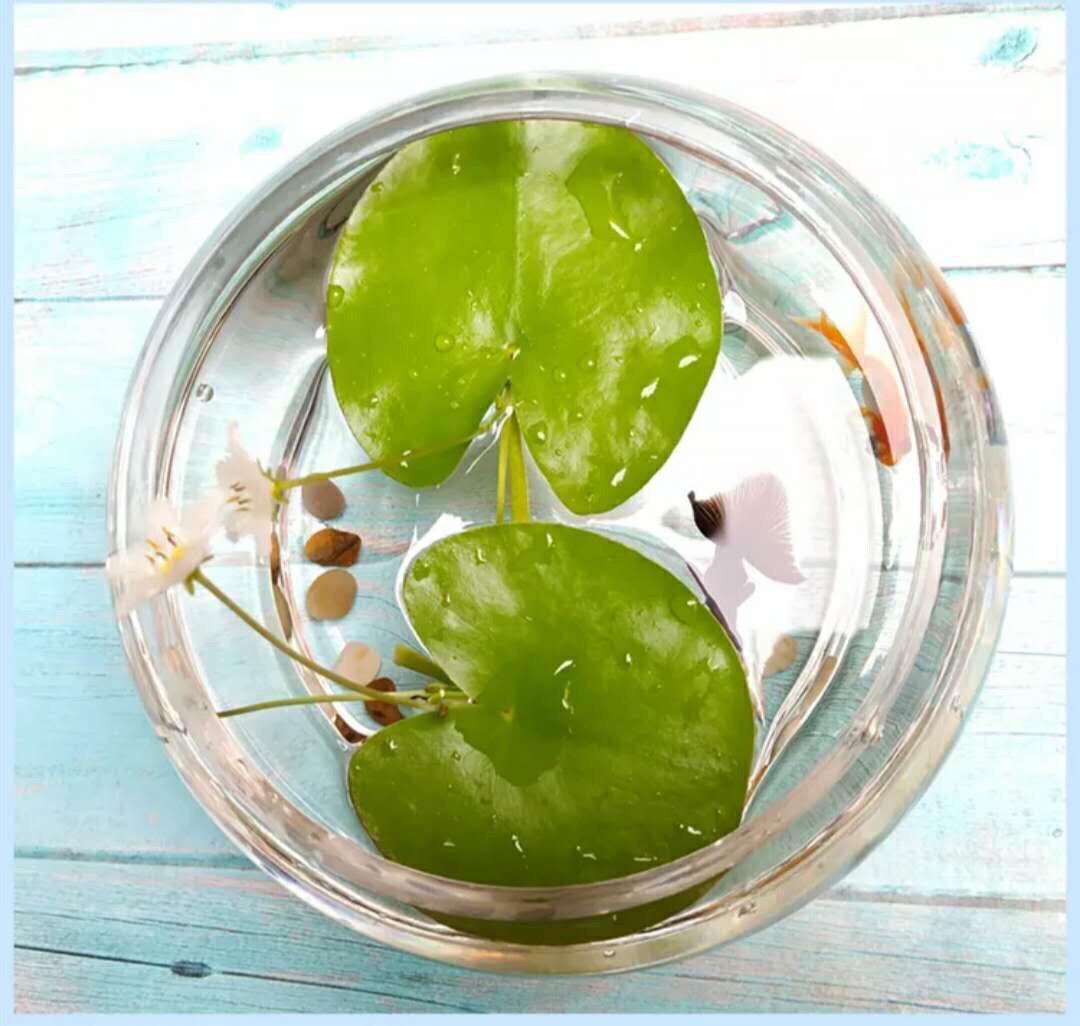 一叶莲叶子边缘发黄腐烂,一叶莲多久换一次水