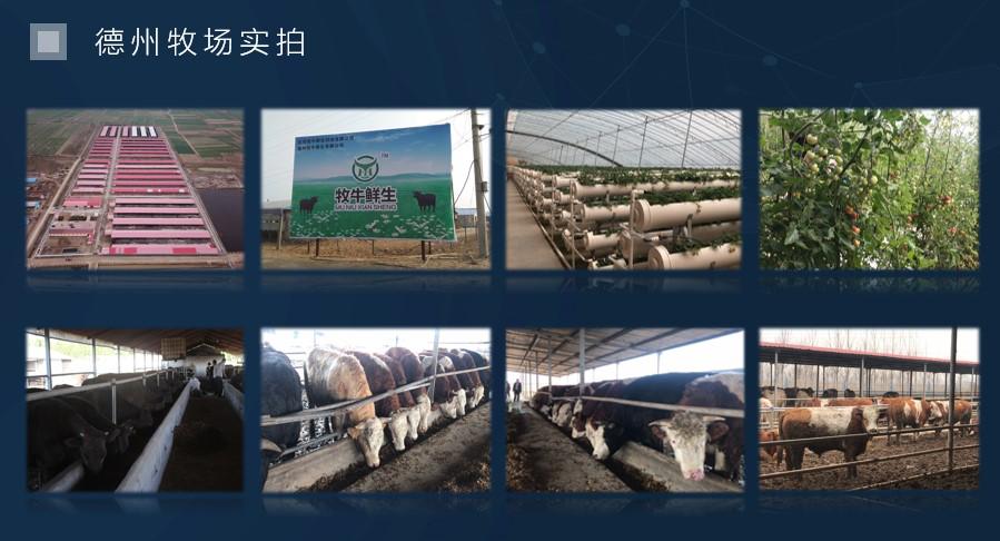 互联网畜牧业新模式,互联网颠覆传统农业和畜牧业