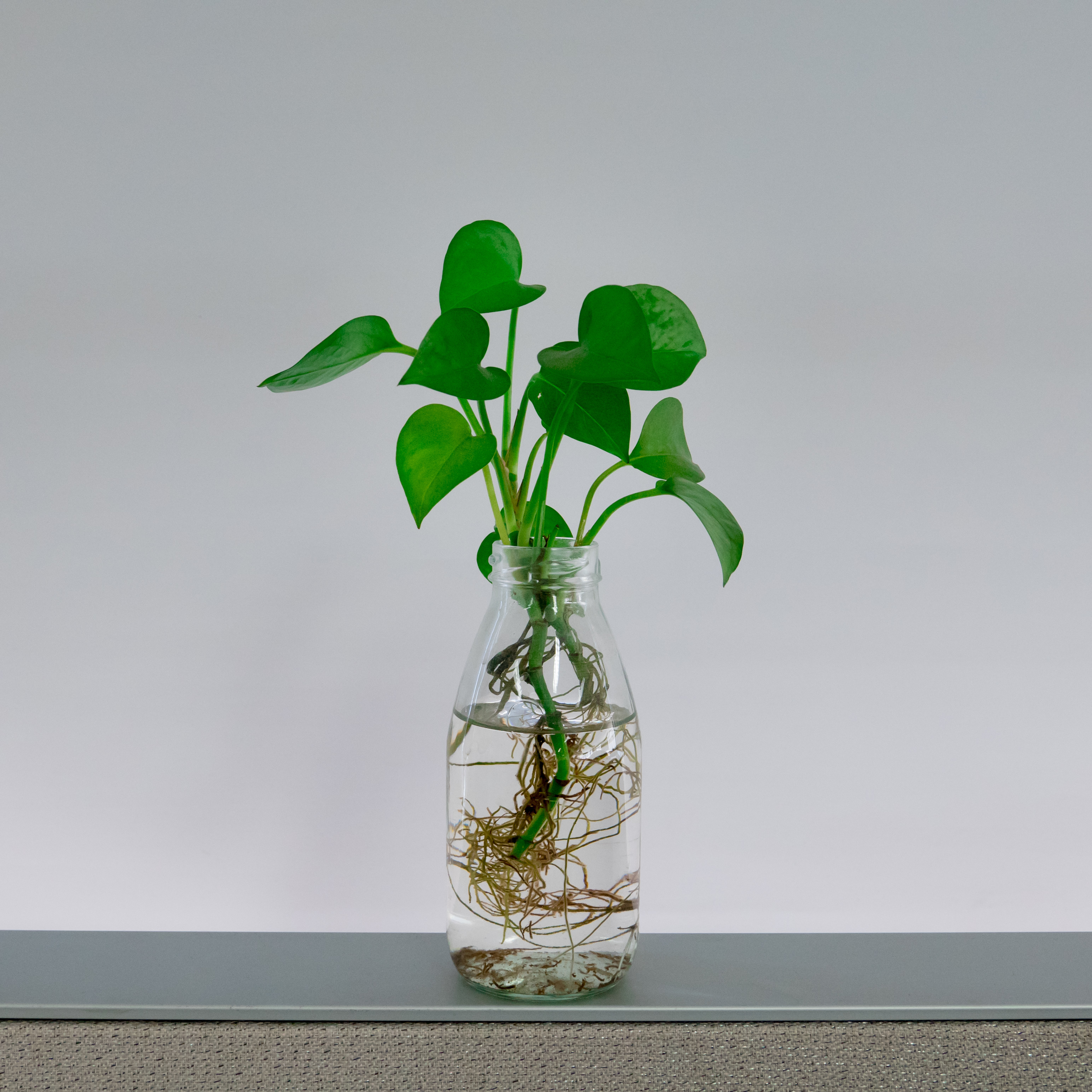 什么花可以养在水里?园艺师教你,8种“水生花”,怎么都泡不烂