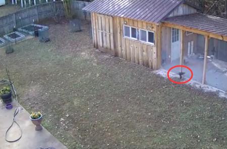 老鹰偷吃家禽,老鹰偷吃鸟巢里的小鸟