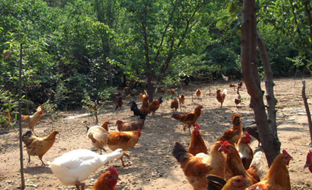 鸡生病了怎么办最有效,鸡生病了用什么药治疗