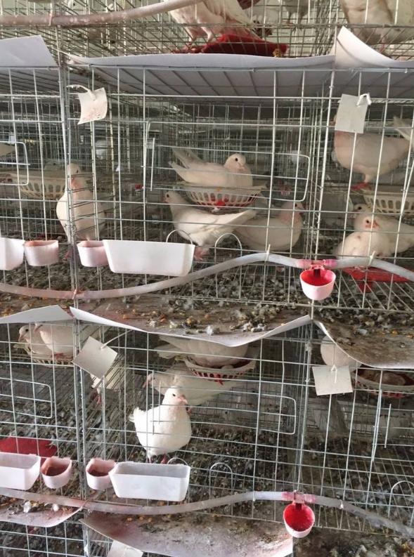 养殖鸽子一年能赚多少钱,目前养殖鸽子的市场前景怎么样