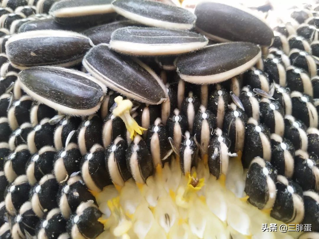 蒙古八珍之一马奶酒,蒙古八珍中的醍醐