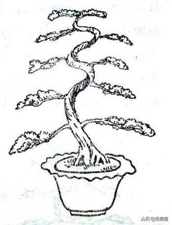 丛林式盆景欣赏,盆景欣赏及制作