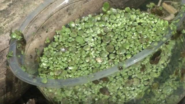 鱼塘里的不速之客,池塘来了入侵者